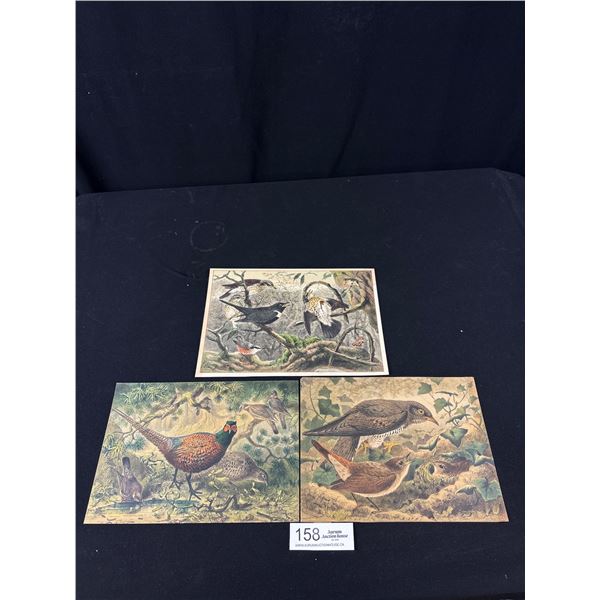 3 Late 1800's Early 1900's Coloured Bird Litho's