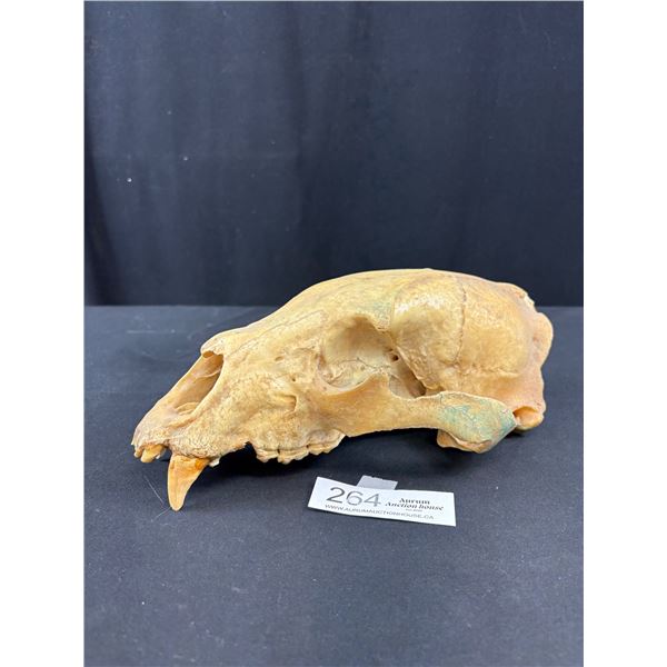 Vintage Bear Skull