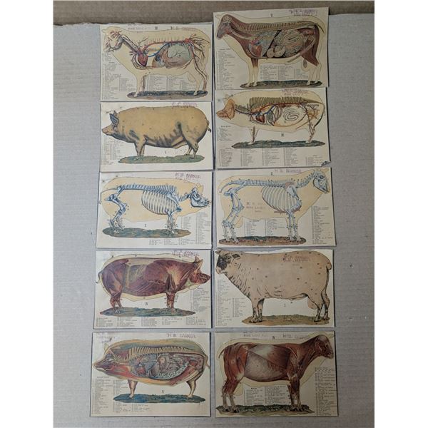 (10) 1800s-1900 Animal Organ Photos Veterinarians