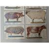 Image 2 : (10) 1800s-1900 Animal Organ Photos Veterinarians