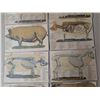 Image 3 : (10) 1800s-1900 Animal Organ Photos Veterinarians