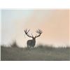 Image 2 : New Zealand Hunting Adventures