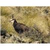 Image 3 : New Zealand Hunting Adventures