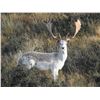 Image 6 : New Zealand Hunting Adventures