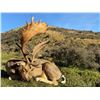 Image 7 : New Zealand Hunting Adventures