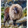Image 8 : New Zealand Hunting Adventures