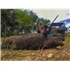 Image 2 : Ox Ranch Texas - Night Vision Hog Hunting