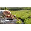 Image 8 : Ted Turner Reserve - 2 People 3 Night Experience
