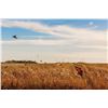 Image 3 : Rocky Ridge Retreat - South Dakota Pheasant Hunt