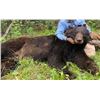 Image 2 : Baldy Mountain Outfitters  - Bear Hunt