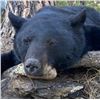 Image 4 : Baldy Mountain Outfitters  - Bear Hunt