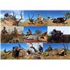 Image 2 : Kobus Meyer Safaris - Sable Hunt