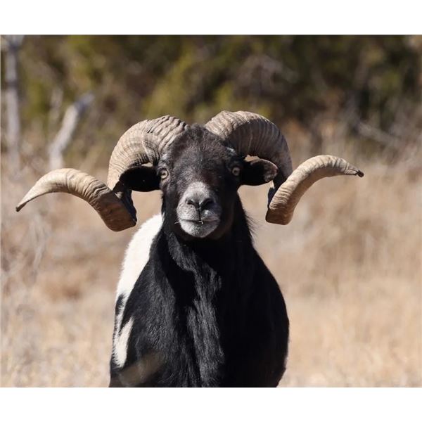 Divided Find Ranch - Exotic Hunt