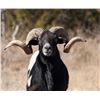 Image 1 : Divided Find Ranch - Exotic Hunt