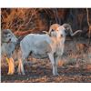 Image 2 : Divided Find Ranch - Exotic Hunt