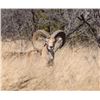 Image 3 : Divided Find Ranch - Exotic Hunt