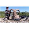 Image 3 : West Texas Hunt Organization -West Texas Aoudad