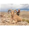 Image 4 : West Texas Hunt Organization -West Texas Aoudad