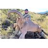 Image 5 : West Texas Hunt Organization -West Texas Aoudad