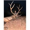 Image 1 : Vicente Ranch - * Trophy NM Bull Elk, Trophy NM Mule Deer, Trophy NM Antelope Hunt*