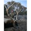 Image 2 : Vicente Ranch - * Trophy NM Bull Elk, Trophy NM Mule Deer, Trophy NM Antelope Hunt*