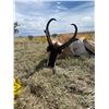 Image 3 : Vicente Ranch - * Trophy NM Bull Elk, Trophy NM Mule Deer, Trophy NM Antelope Hunt*