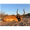 Image 21 : South Africa - Tally-Ho Hunting Safaris