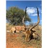 Image 23 : South Africa - Tally-Ho Hunting Safaris