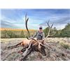 Image 2 : Wild New Mexico Outfitters LLC - Rifle Bull Elk Hunt