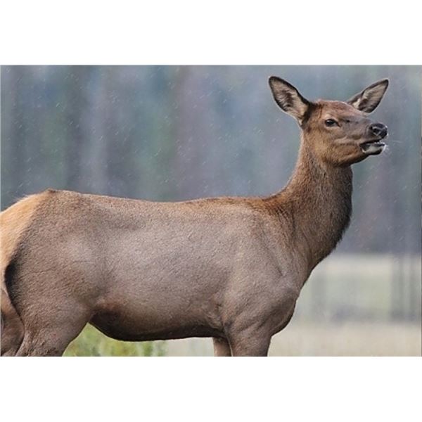 Wild New Mexico Outfitters LLC - Rifle Cow Elk Hunt