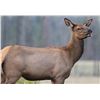Image 1 : Wild New Mexico Outfitters LLC - Rifle Cow Elk Hunt