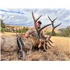 Image 5 : Wild New Mexico Outfitters LLC -Double Tag Dream Hunt: New Mexico Elk & Mule Deer Combo