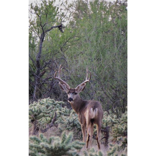 SONORA DEER HUNTING - TROPHY MULE DEER