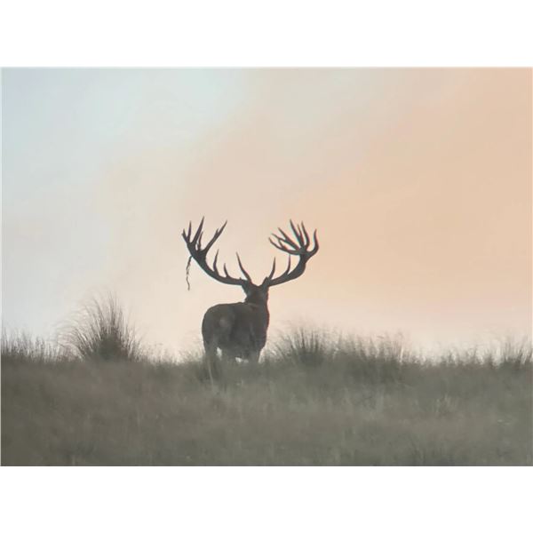 New Zealand Hunting Adventures - Red Stag / Himalayan Bull Tahr