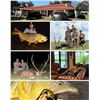 Image 2 : Catena Safaris- 4 Hunters - Wild Boar / Golden Dorado Fishing