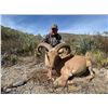 Image 1 : Mexico Aoudad Hunt for 2
