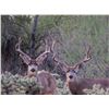 Image 3 : Señora Deer Hunting  - Trophy Mule Deer Hunt