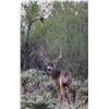 Image 5 : Señora Deer Hunting  - Trophy Mule Deer Hunt