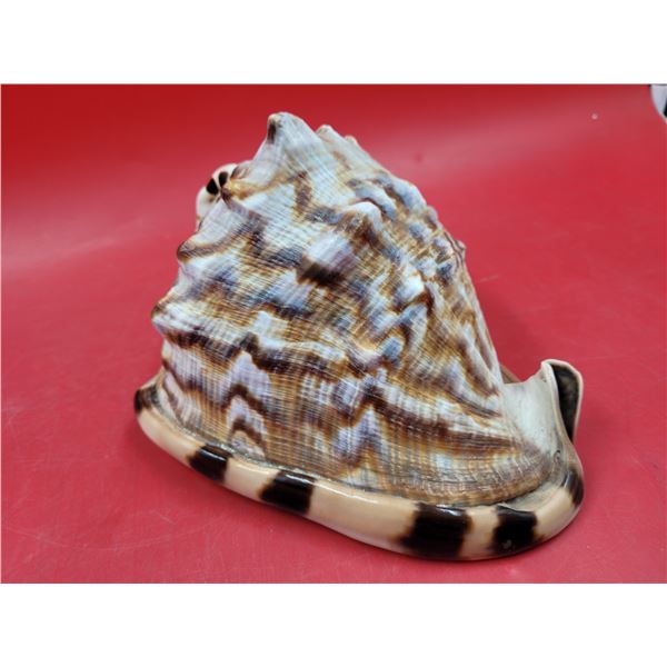 King Helmet Seashell