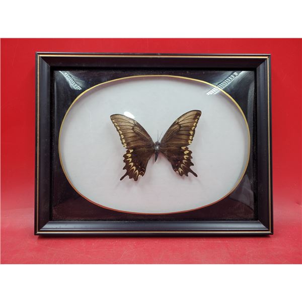 Taxidermy Butterfly Made in Brazil