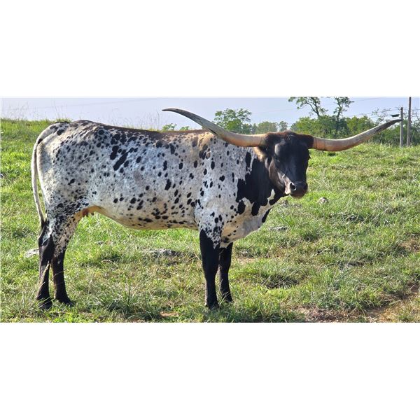 WL CHARRO’S AURORA