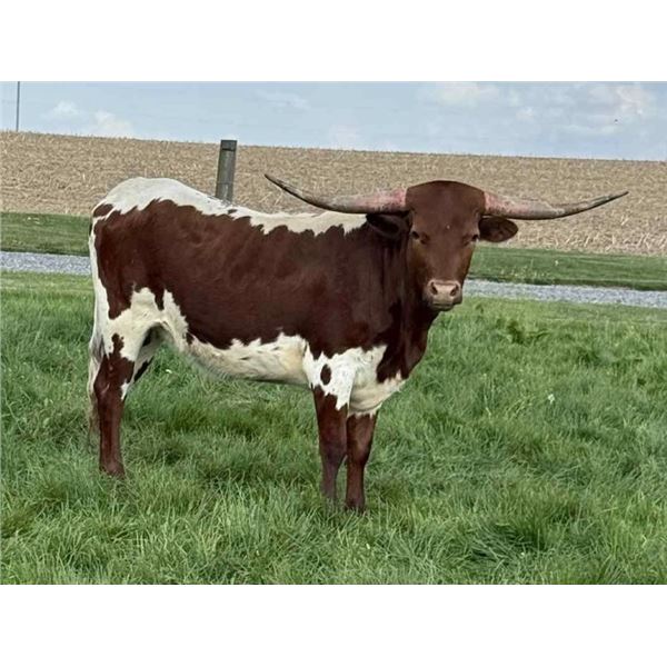 NEL-TAM CHERRY  SANGRIA