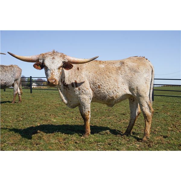 KVR SMOKIN’ FUNNY THINGS