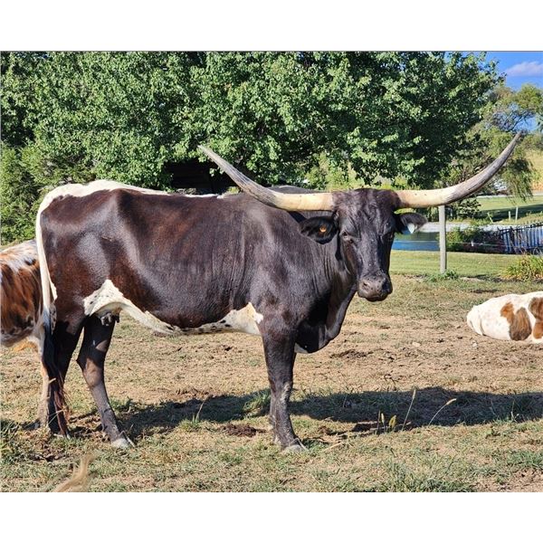 PARADISE COWGIRL CPL