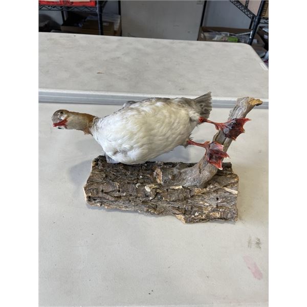 TAXIDERMY DUCK ON LOG