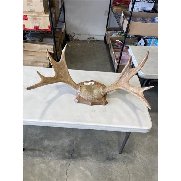 WALL MOUNTED ANTLERS