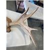 Image 3 : WALL MOUNTED ANTLERS