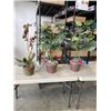 Image 1 : 2 FAKE FERN PLANTS AND ORCHID