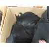 Image 2 : Black Latigo Cut-Offs, 7–9 oz