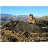 Image 1 : Guided Pig Hunt for Two at Historic Tejon Ranch